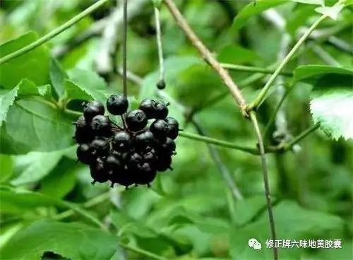 刺五加最新研究