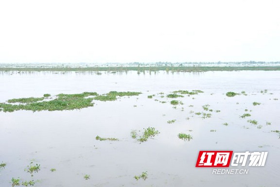 沅江汛情最新消息